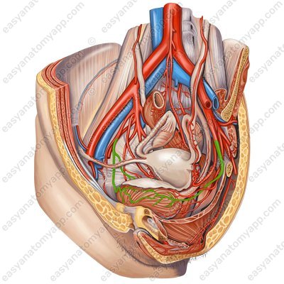 Superior vesical arteries (aa. vesicales superiores)